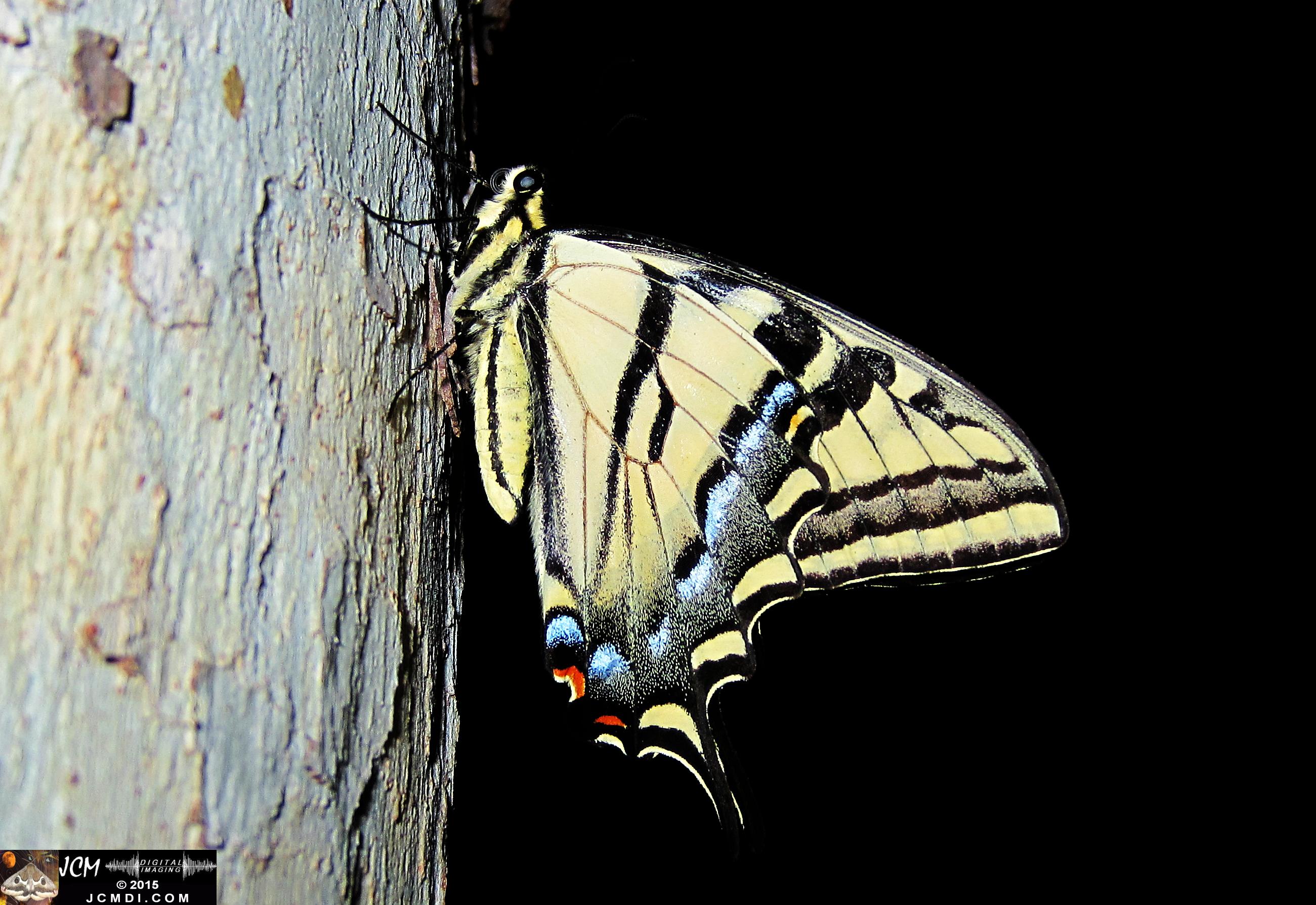 Western Tiger Swallowtail butterfly male on Sycamore Trunk jcmdi.com